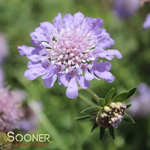 Image Property of Sooner Plant Farm