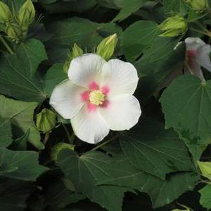 Courtesy of Greenleaf Nursery