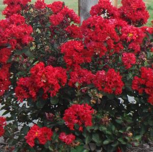 Courtesy of Greenleaf Nursery