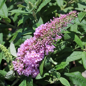 Image Property of Sooner Plant Farm