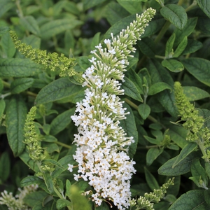 Image Property of Sooner Plant Farm