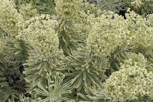TASMANIAN TIGER EUPHORBIA