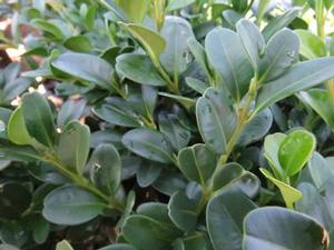 Courtesy of Greenleaf Nursery