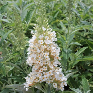Image Property of Sooner Plant Farm