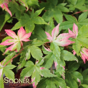 Image Property of Sooner Plant Farm