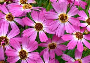 Courtesy of Greenleaf Nursery