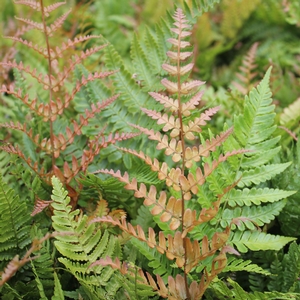 Image Property of Sooner Plant Farm