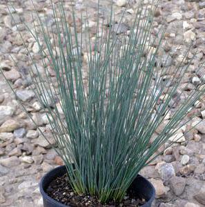 Courtesy of Greenleaf Nursery