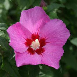 Courtesy of Greenleaf Nursery
