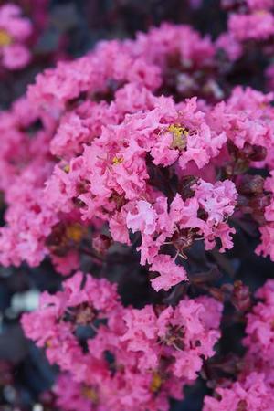 Courtesy of Greenleaf Nursery