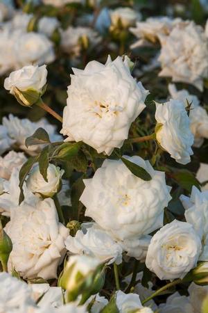 Courtesy of Greenleaf Nursery
