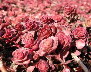 RED CARPET SEDUM