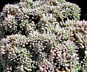 BLUE CARPET SEDUM