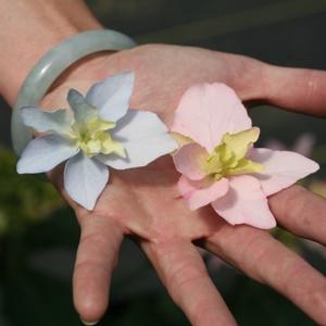 Courtesy of Spring Meadow Nursery