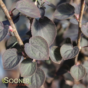 Image Property of Sooner Plant Farm
