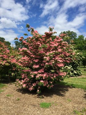 Photo courtesy of Heritage Seedlings & Liners