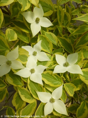 Courtesy of Heritage Seedlings
