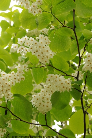 Courtesy of Heritage Seedlings