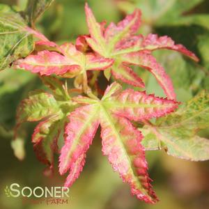 Image Property of Sooner Plant Farm, Inc.
