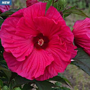 Photo courtesy of Creek Hill Nursery
