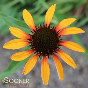 Image Property of Sooner Plant Farm, Inc.