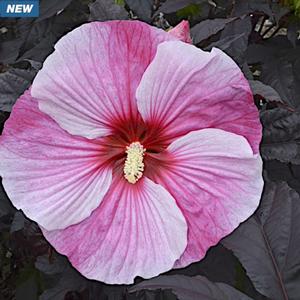 Photo courtesy of Creek Hill Nursery