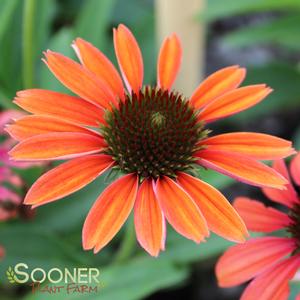 Image Property of Sooner Plant Farm, Inc.