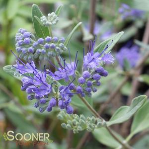 Image Property of Sooner Plant Farm, Inc.