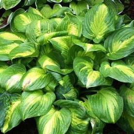 Image owned and used with permission from Greenleaf Nursery