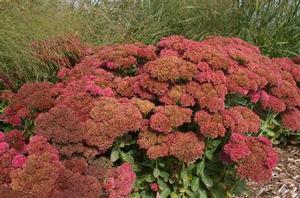 Image owned and used with permission from Greenleaf Nursery