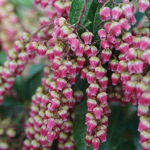 Photo courtesy of Spring Meadow Nursery