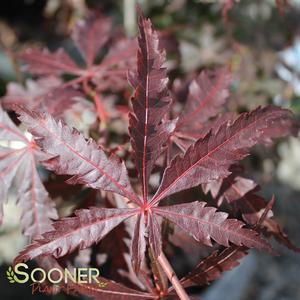 Image Property of Sooner Plant Farm, Inc.