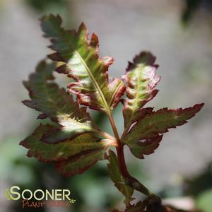 Image Property of Sooner Plant Farm, Inc.
