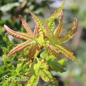 Image Property of Sooner Plant Farm, Inc.