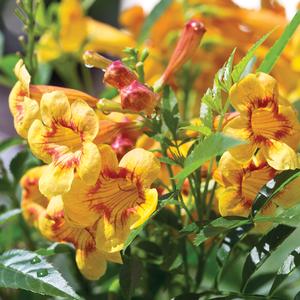 Image used with permission from Greenleaf Nursery