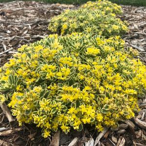 Photo courtesy of Walters Gardens, Inc.