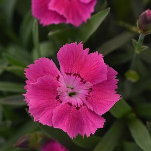 Photo courtesy of Ball Horticultural Company
