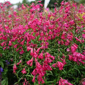 Photo courtesy of Ball Horticultural Company