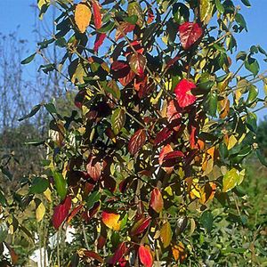 BURKWOOD VIBURNUM