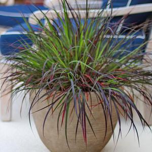 Photo courtesy of Greenleaf Nursery Company