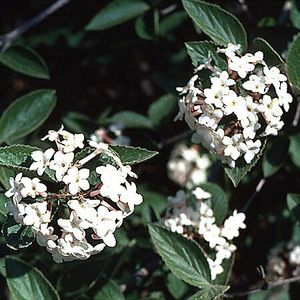 FRAGRANT VIBURNUM