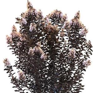 Photo courtesy of Greenleaf Nursery Company