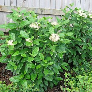 WINTERTHUR VIBURNUM