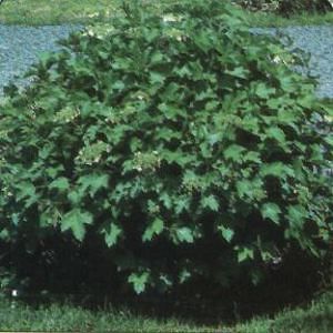 Image courtesy of Greenleaf Nursery