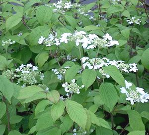 Image courtesy of Greenleaf Nursery