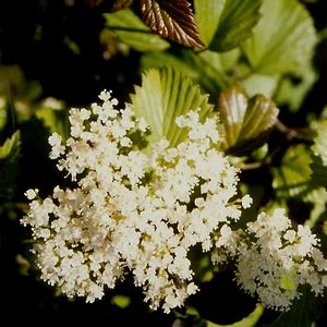 RED FEATHER™ ARROWWOOD VIBURNUM