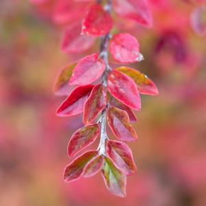 Image used with permission from Bailey Nurseries