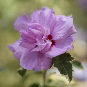 Image used with permission from Bailey Nurseries