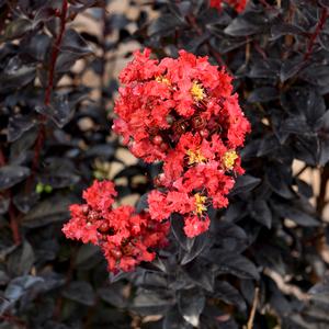 Image used with permission from Bailey Nurseries