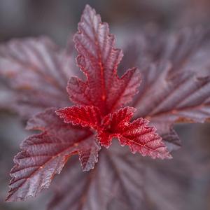 Image used with permission from Bailey Nurseries